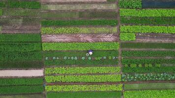 aéreo sustentável agricultura e colheita cuidando video