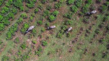 Aerial view of buffalos walking through a green plantation, showcasing farm life and habitats in a serene environment video