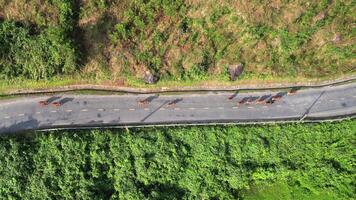 aéreo vacas cruce en rural la carretera video
