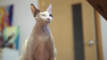 sphynx chat vieux chat graisse chat video