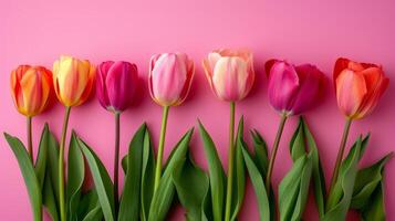 AI generated beautiful tulip flowers isolated on pink background with copy space photo