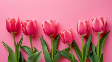 AI generated beautiful tulip flowers isolated on pink background with copy space photo