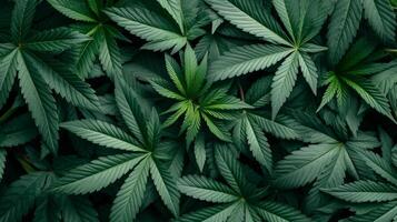 AI generated beautiful background of marijuana leaves photo