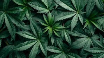 AI generated beautiful background of marijuana leaves photo