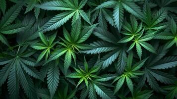 AI generated beautiful background of marijuana leaves photo