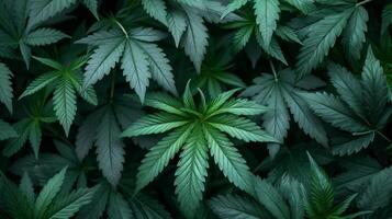 AI generated beautiful background of marijuana leaves photo