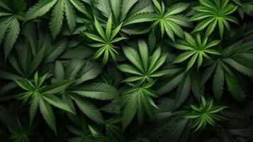 AI generated beautiful background of marijuana leaves photo