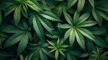 AI generated beautiful background of marijuana leaves photo