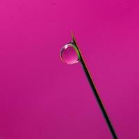 A drop of botox injection solution flows down the needle tip of a disposable syringe. A droplet of liquid medicine on the end of the needle a pink background. The concept of plastic face photo