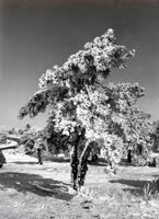 an old black and white photo of a tree