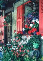 a red house with flowers and plants in pots photo