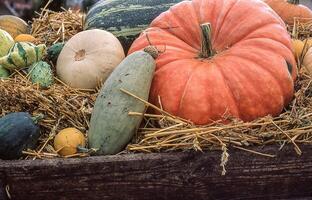 a crate full of pumpkins and squash photo