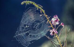 un araña web con un flor en el medio foto