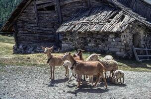 un manada de cabras en pie en frente de un casa foto