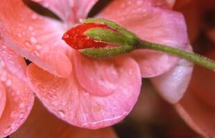 a close up of a pink flower with water droplets photo