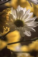 a close up of a bunch of yellow and white flowers photo