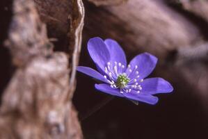 a single purple flower is growing out of a log photo