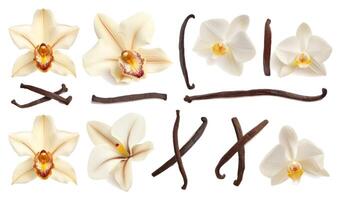 Collection of vanilla orhid flowers and vanilla sticks photo
