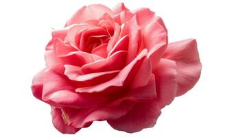 Pink red rose flower. Red bright color photo