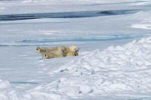 Male Polar Bear, Ursus maritimus, resting and stretching on the pack ice, Spitsbergen Island, Svalbard archipelago, Norway, Europe photo