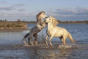 camarga caballos sementales luchando en el agua, bocas du Ródano, Francia foto