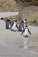 grupo de africano pingüinos, spheniscus demersus, a roca s playa, capa ciudad, sur África foto