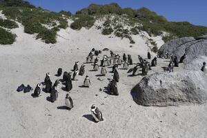 africano pingüinos, spheniscus demersus, caminando en arena a roca s playa, capa ciudad, sur África foto