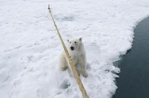 curioso polar oso, ursus marítimo, sentado junto a un expedición Embarcacion y mirando arriba, Svalbard archipiélago, Noruega foto