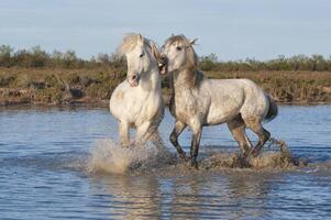 Camargue horses stallions fighting in the water, Bouches du Rhone, France photo