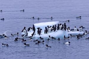 Thick billed Murres, Uria lomvia or Brunnich guillemots on an iceberg, Alkefjellet bird cliff, Hinlopen Strait, Spitsbergen Island, Svalbard archipelago, Norway photo