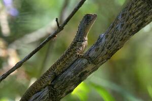 Diving lizard, Uranoscodon superciliosus, climbing a tree, Amazon basin, Brazil photo