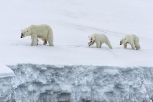 Female polar bear, Ursus maritimus, followed by two yearling cubs walking on the ridge of a glacier, Bjornsundet, Hinlopen Strait, Spitsbergen Island, Svalbard Archipelago, Norway photo