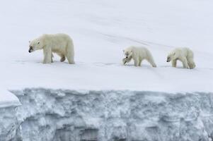 hembra polar oso, ursus marítimo, seguido por dos añojo cachorros caminando en el cresta de un glaciar, bjornsundet, hinlopen estrecho, Spitsbergen isla, Svalbard archipiélago, Noruega foto