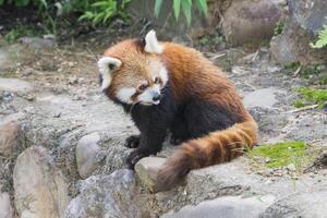 rojo panda, ailurus fulgenos, Sichuan provincia, China foto