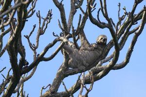 Brown throated Three toed Sloth, Bradypus variegatus, in a tree, Amazon basin, Brazil photo