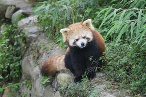 rojo panda, ailurus fulgenos, Sichuan provincia, China foto