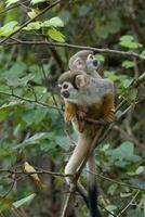 de espalda dorada ardilla mono, saimiri ustus, que lleva un juvenil en el atrás, Amazonas cuenca, Brasil foto