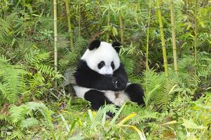 dos años Envejecido joven gigante panda, ailuropoda melanoleuca, chengdú, sichuan, China foto