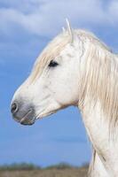 camarga caballo semental retrato, bocas du Ródano, Francia foto