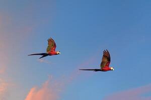 Two flying scarlet macaws, Ara macao, Amazon Basin, Brazil photo