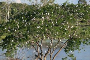 Western Cattle Egrets, Bubulcus ibis, roosting in a tree, late afternoon, Amazon Basin, Brazil photo