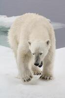 hembra polar oso, ursus marítimo, Svalbard archipiélago, Barents mar, Noruega foto
