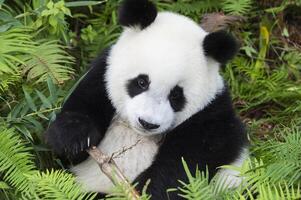 dos años Envejecido joven gigante panda, ailuropoda melanoleuca, chengdú, sichuan, China foto