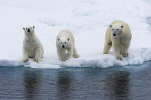 madre polar oso, ursus marítimo, con 2 cachorros en el borde de un derritiendo hielo témpano de hielo, Spitsbergen isla, Svalbard archipiélago, Noruega, Europa foto