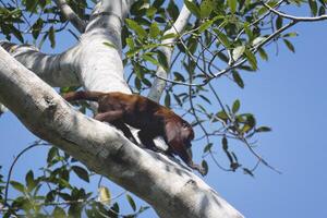 Colombiana rojo planchazo mono, alouatta senículo, en un árbol, Amazonas cuenca, Brasil foto