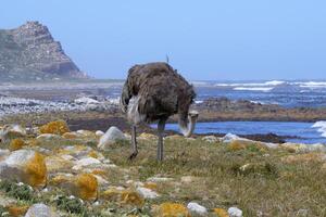 Female African ostrich, Struthio camelus australis, on the Atlantic Ocean shore, Cape of Good Hope, Cape Town, South Africa photo