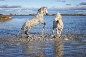 camarga caballos sementales luchando en el agua, bocas du Ródano, Francia foto