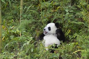 dos años Envejecido joven gigante panda, ailuropoda melanoleuca, chengdú, sichuan, China foto