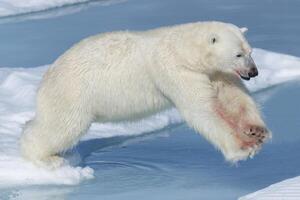 masculino polar oso, ursus maritimus con sangre en su nariz y pierna saltando terminado hielo témpanos y azul agua, Spitsbergen isla, Svalbard archipiélago, Noruega, Europa foto