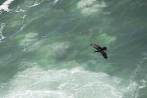 Cape Cormorant, Phalacrocorax capensis, in flight above waves at Cape of Good Hope, Cape Town, South Africa photo